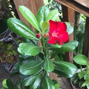 Meet your Posher, Robin